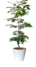 エバーフレッシュ