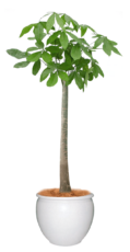 パキラ
