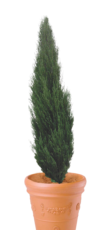 スカイロケット